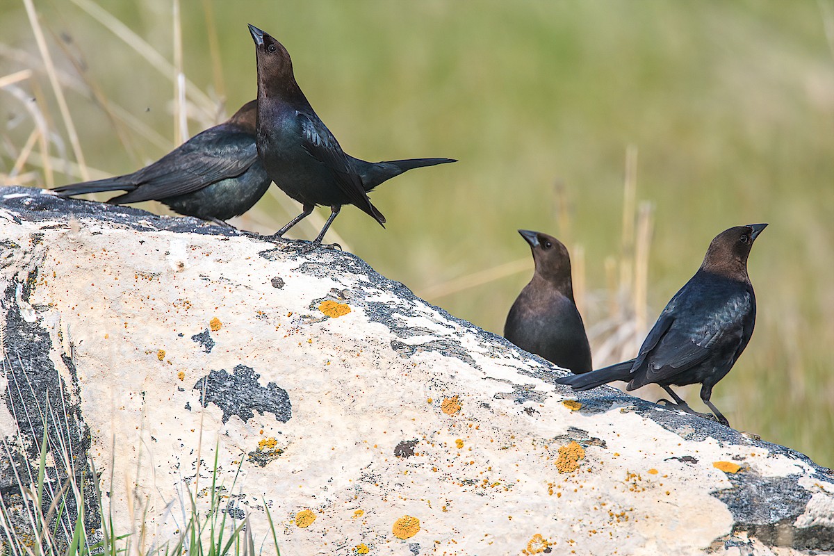 Brown-headed Cowbird - ML163140741