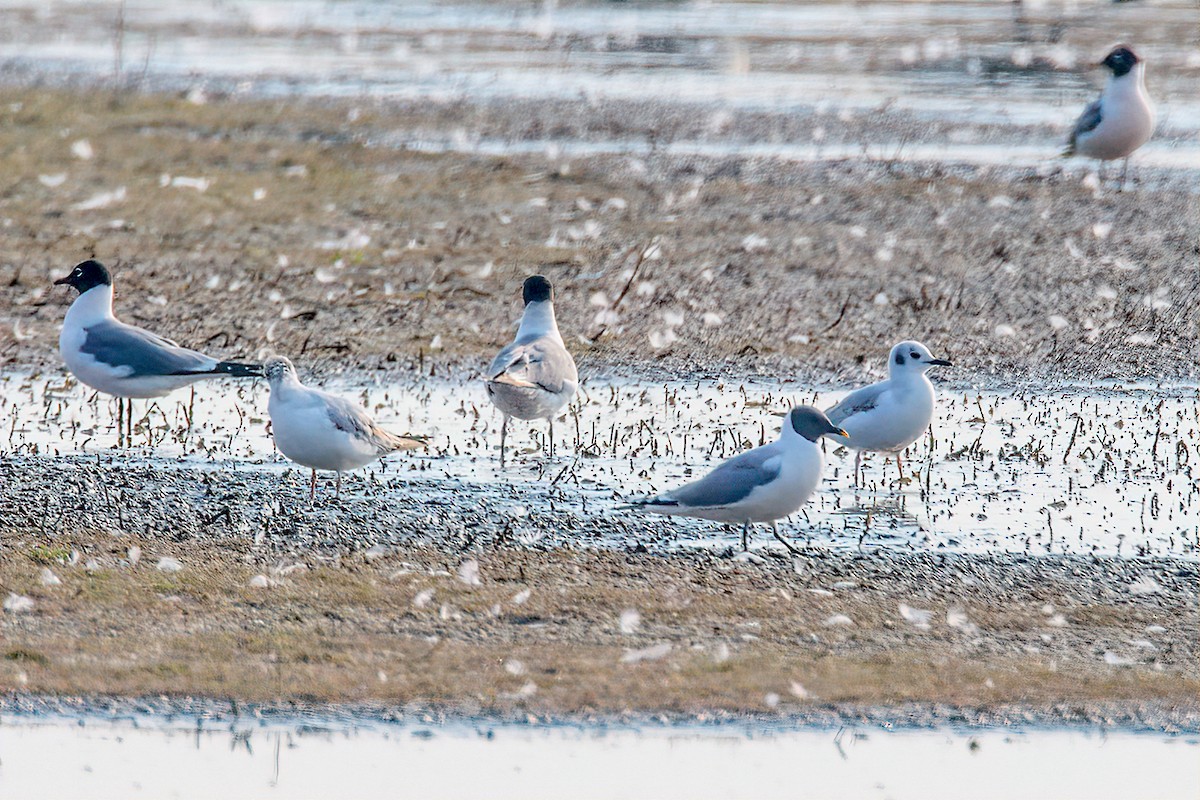 Sabine's Gull - ML163140821