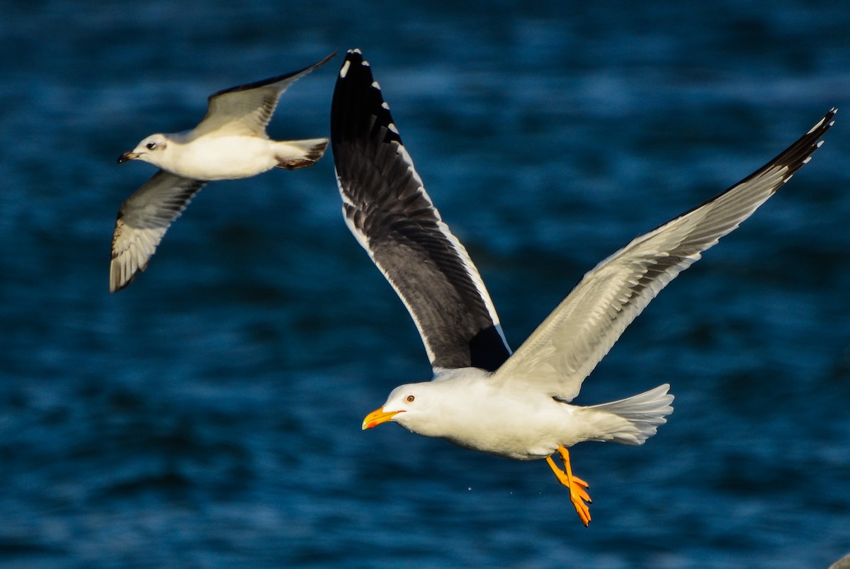 racek žlutonohý (ssp. fuscus) - ML163141541