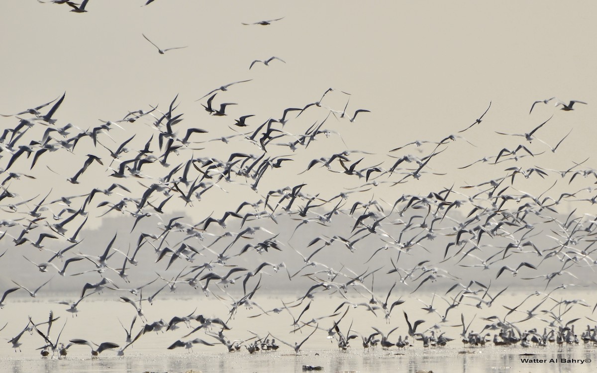 Goéland railleur - ML163142061