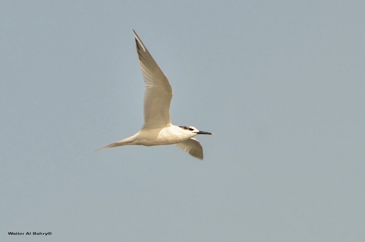 Sterne caugek - ML163142071