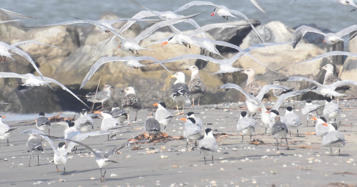 Lesser Black-backed Gull - Casey Wright