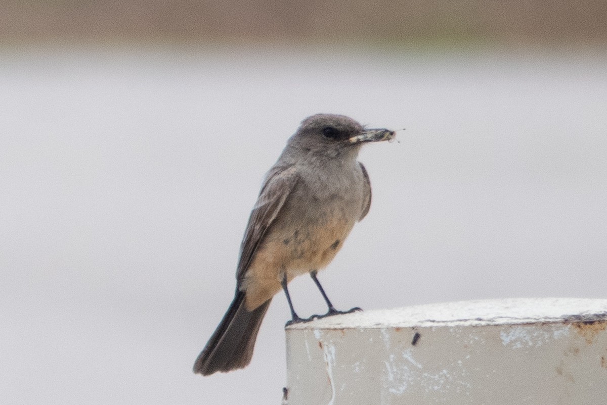 Say's Phoebe - ML163142401