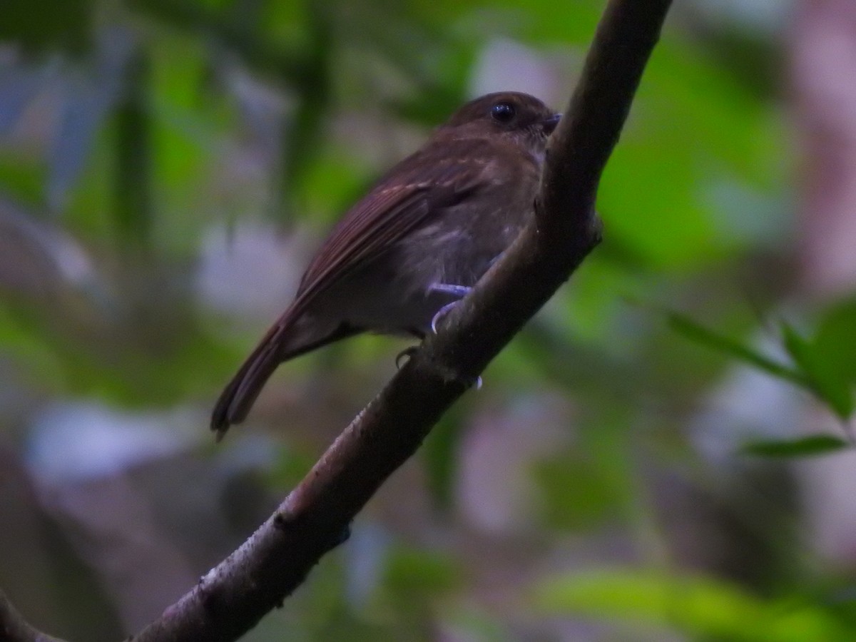 Negros Jungle Flycatcher - Pam Rasmussen
