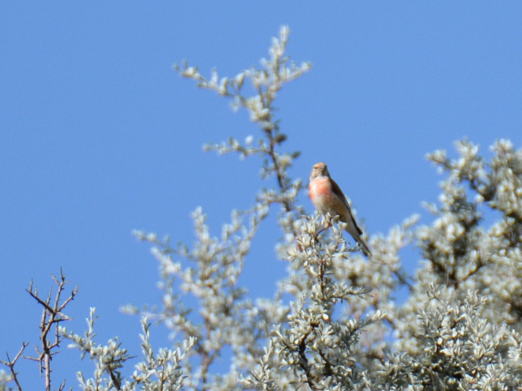 Eurasian Linnet - ML163143771