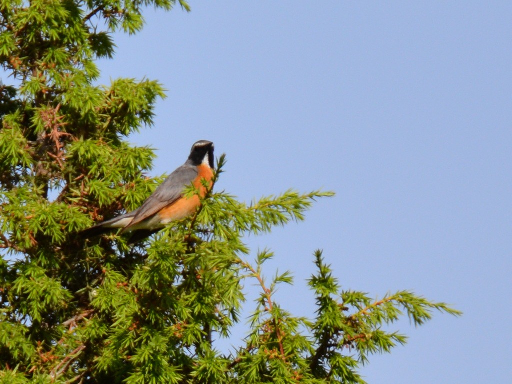 White-throated Robin - ML163143781