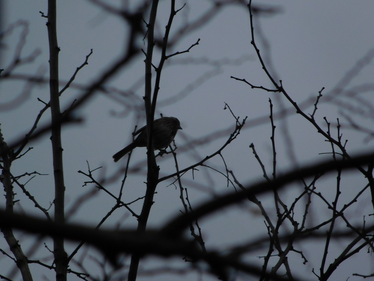 Song Sparrow - ML163145951