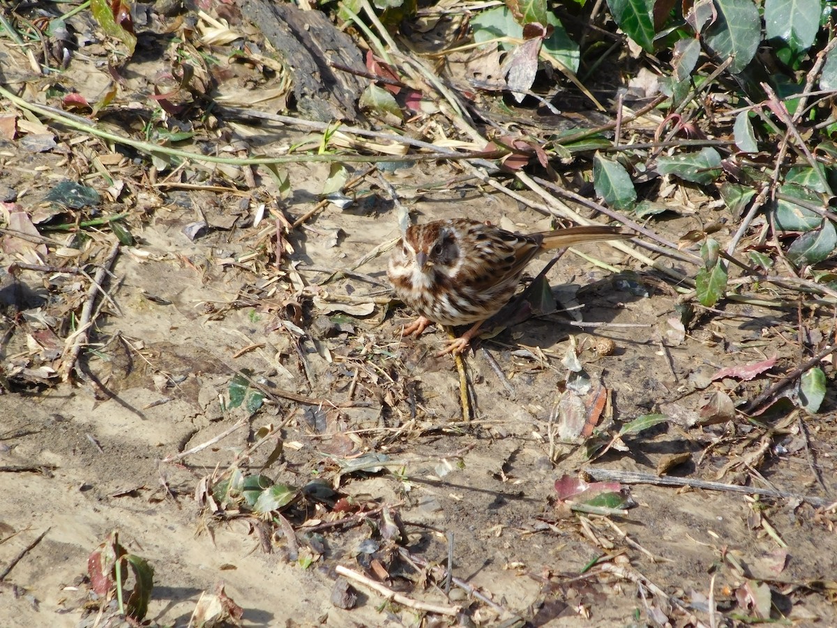 Song Sparrow - ML163145971