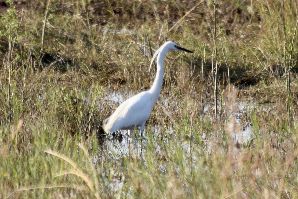 Little Egret - John Bruin