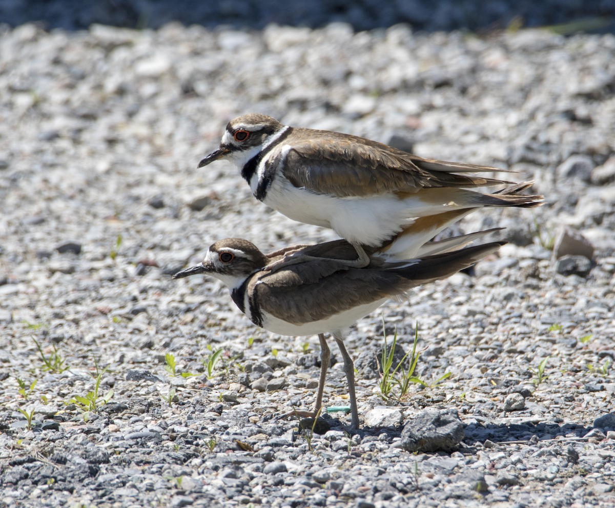 Killdeer - Julie Bowen