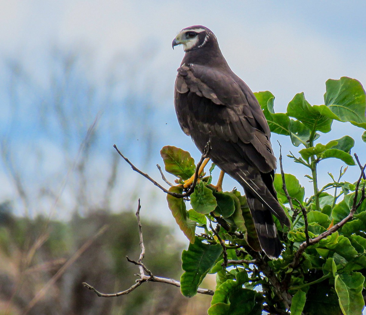 Long-winged Harrier - ML163148551