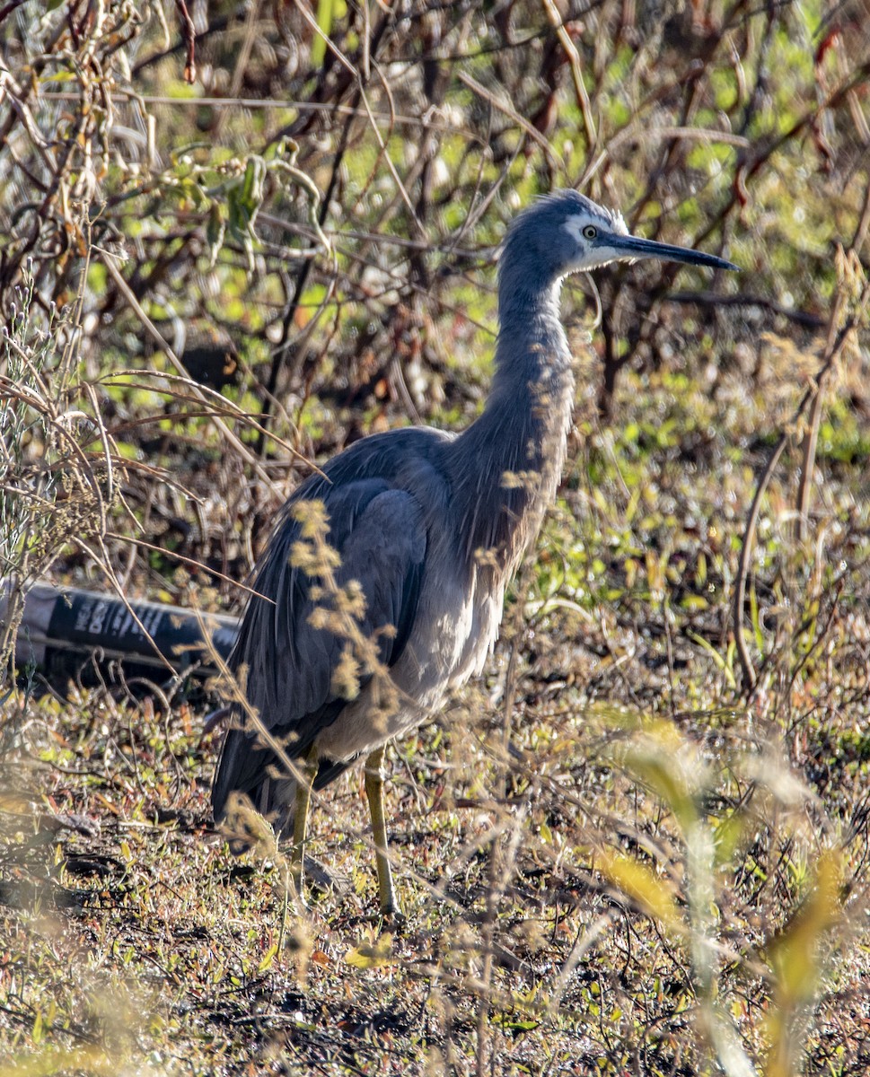 White-faced Heron - David Carson