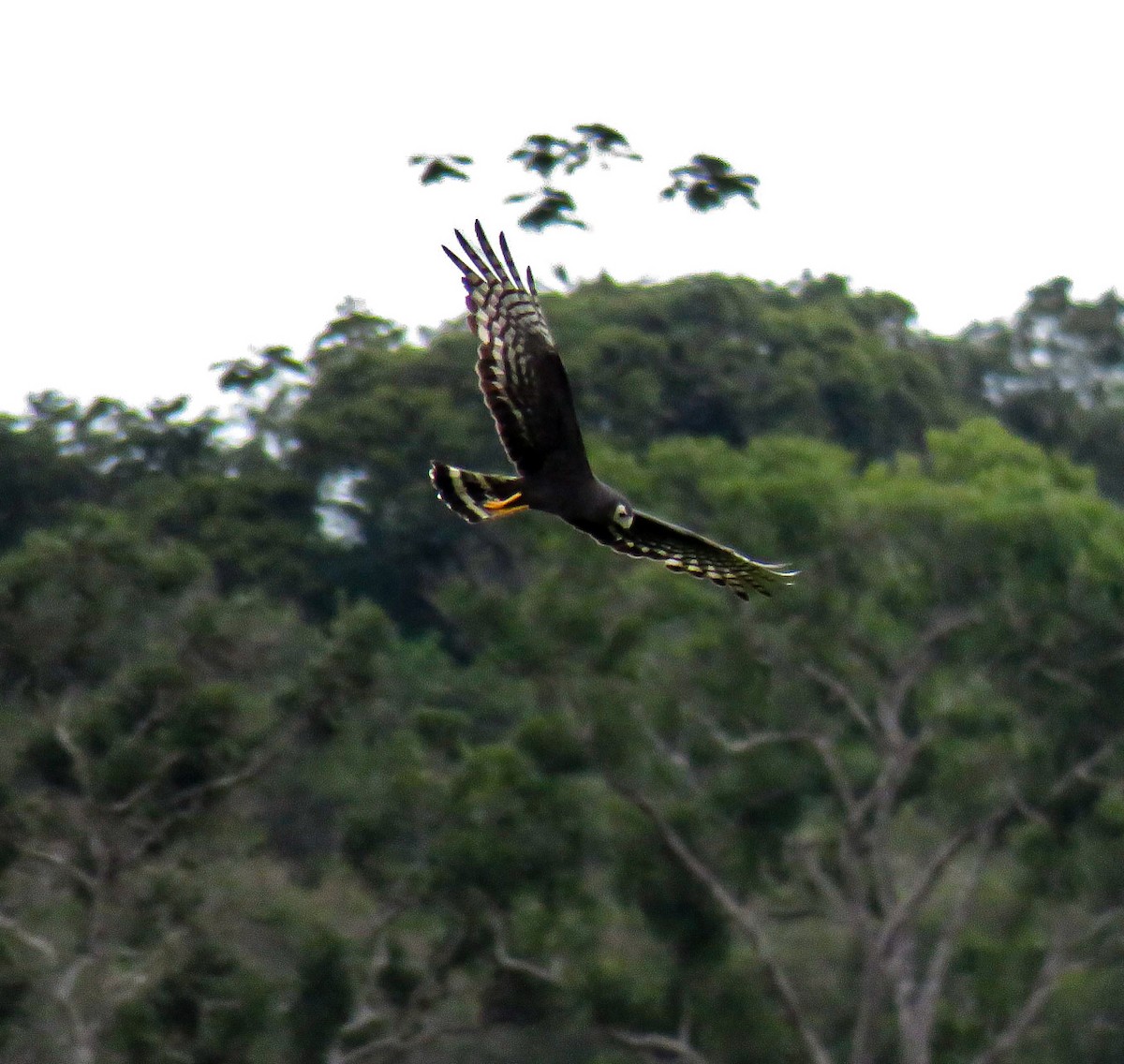 Long-winged Harrier - ML163149191