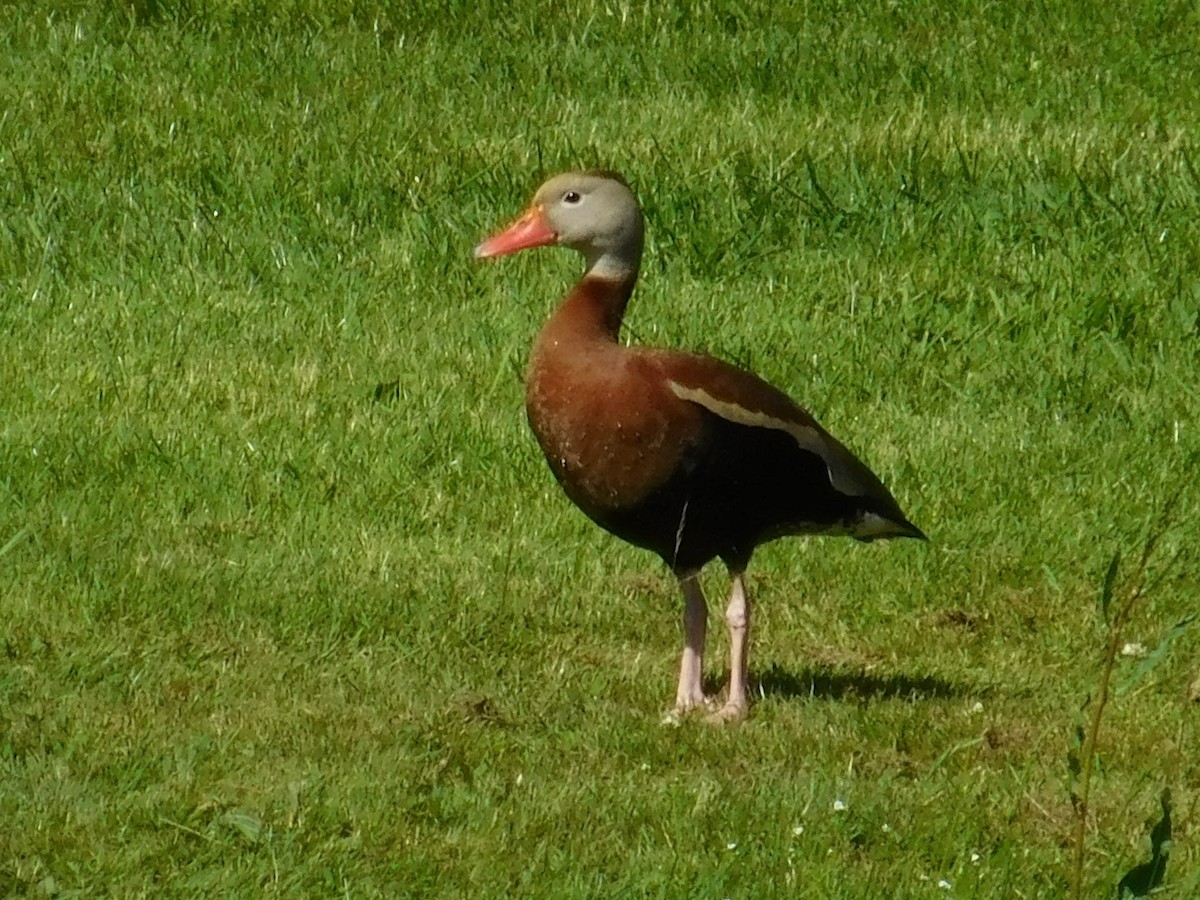 Black-bellied Whistling-Duck - Thomas Mudd
