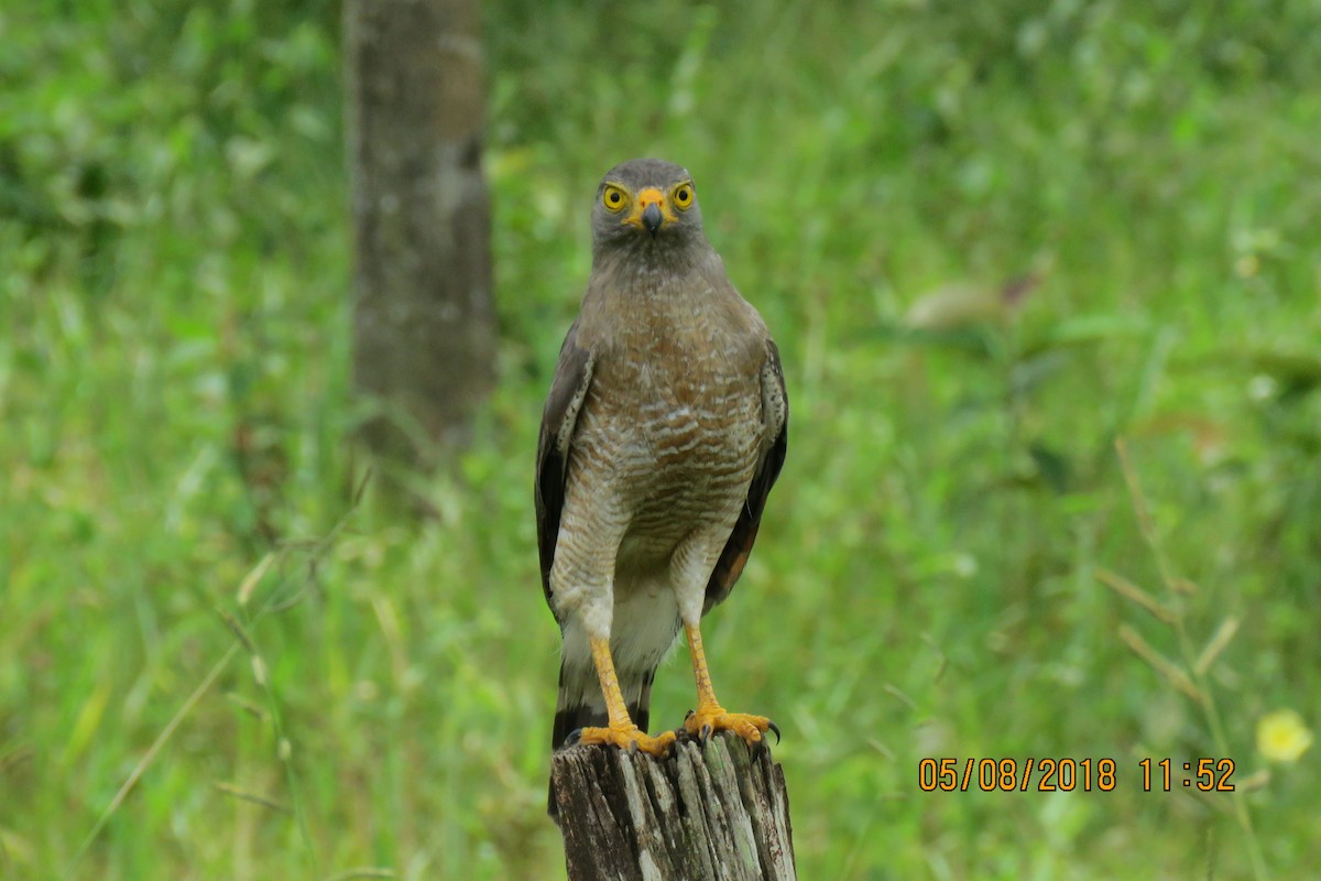 Roadside Hawk - gleison fernando guarin largo