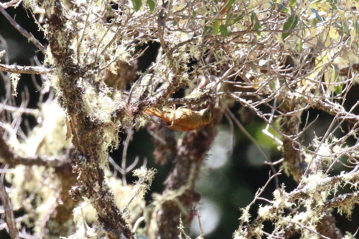 Ruddy Treerunner - ML163150111