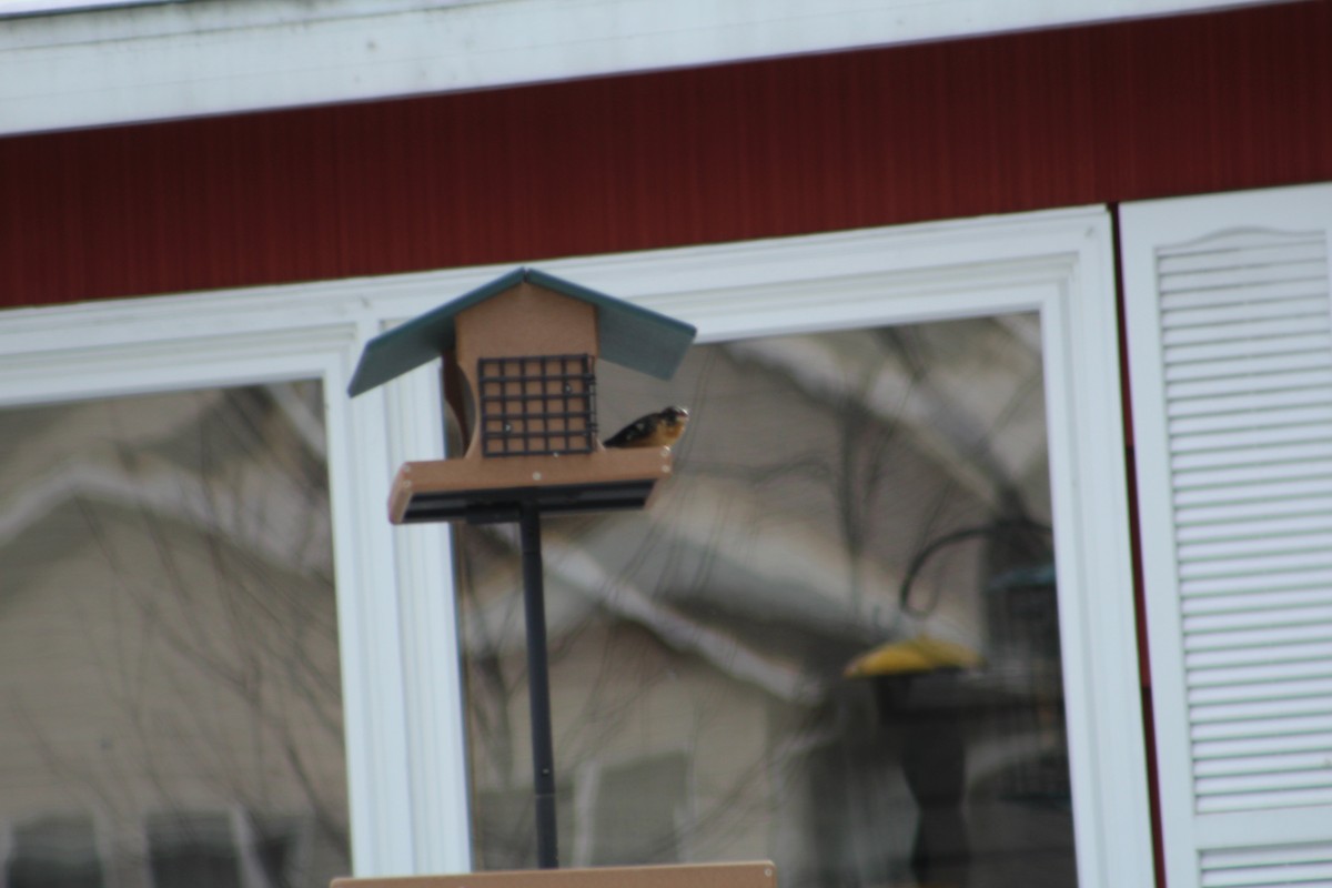 Black-headed Grosbeak - Matthew McConnell