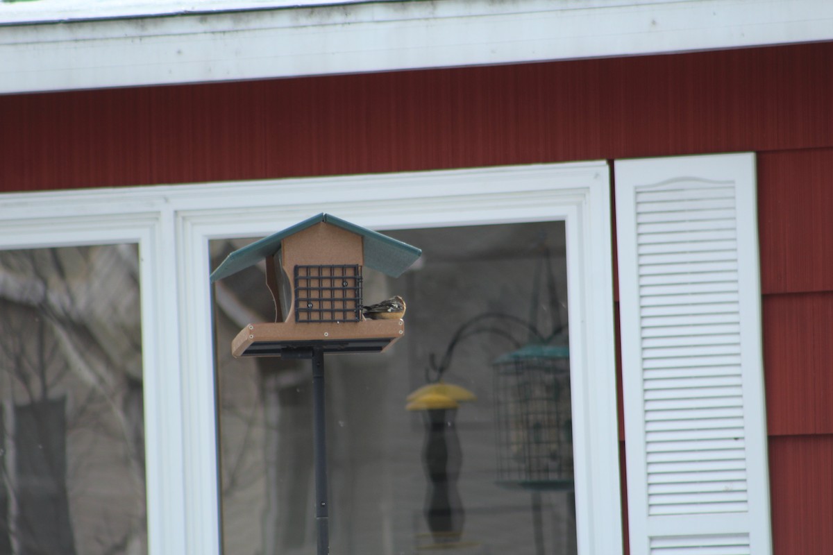 Black-headed Grosbeak - ML163150921