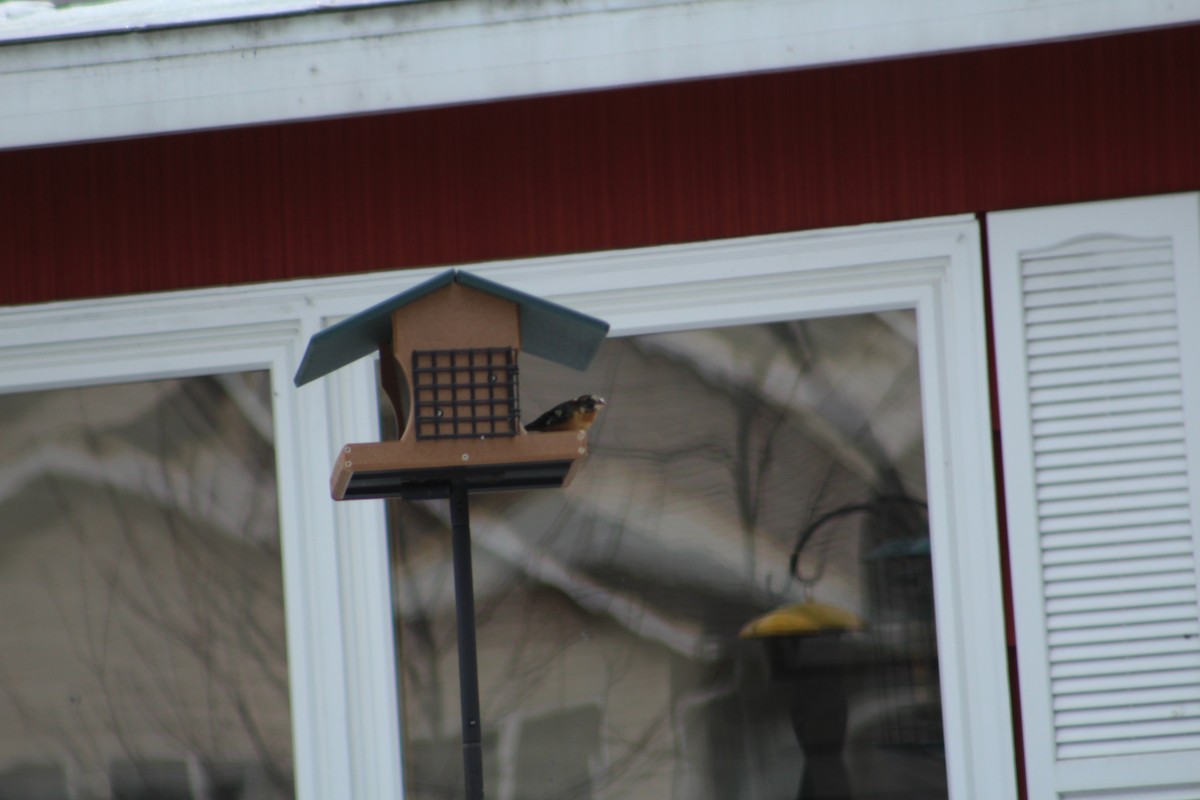 Black-headed Grosbeak - ML163150931