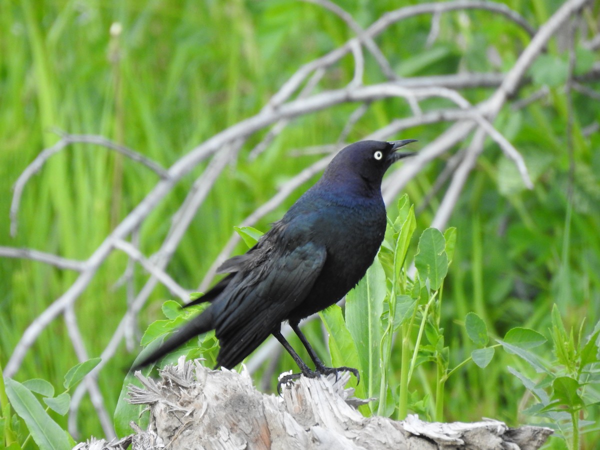 Brewer's Blackbird - ML163152461