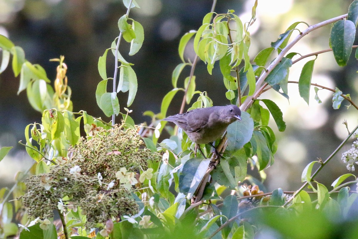 Mountain Thrush - ML163152751