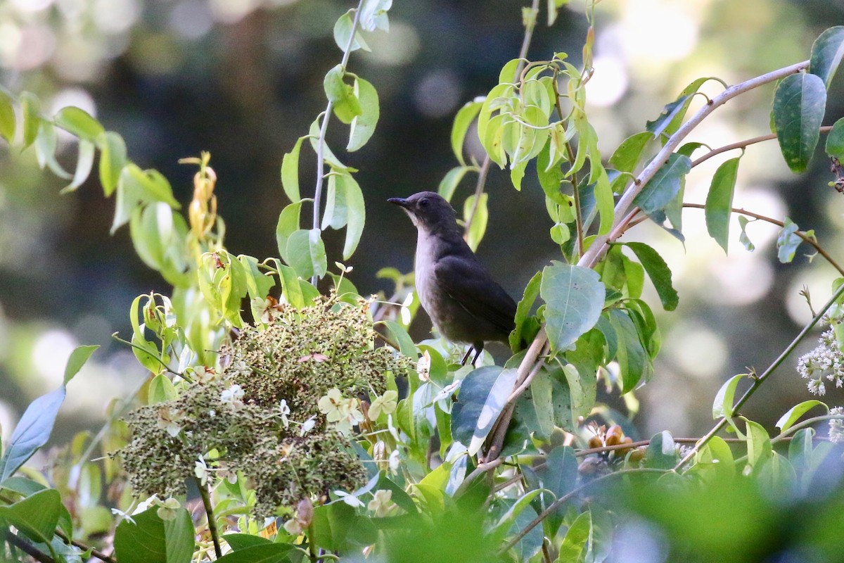 Mountain Thrush - ML163152761