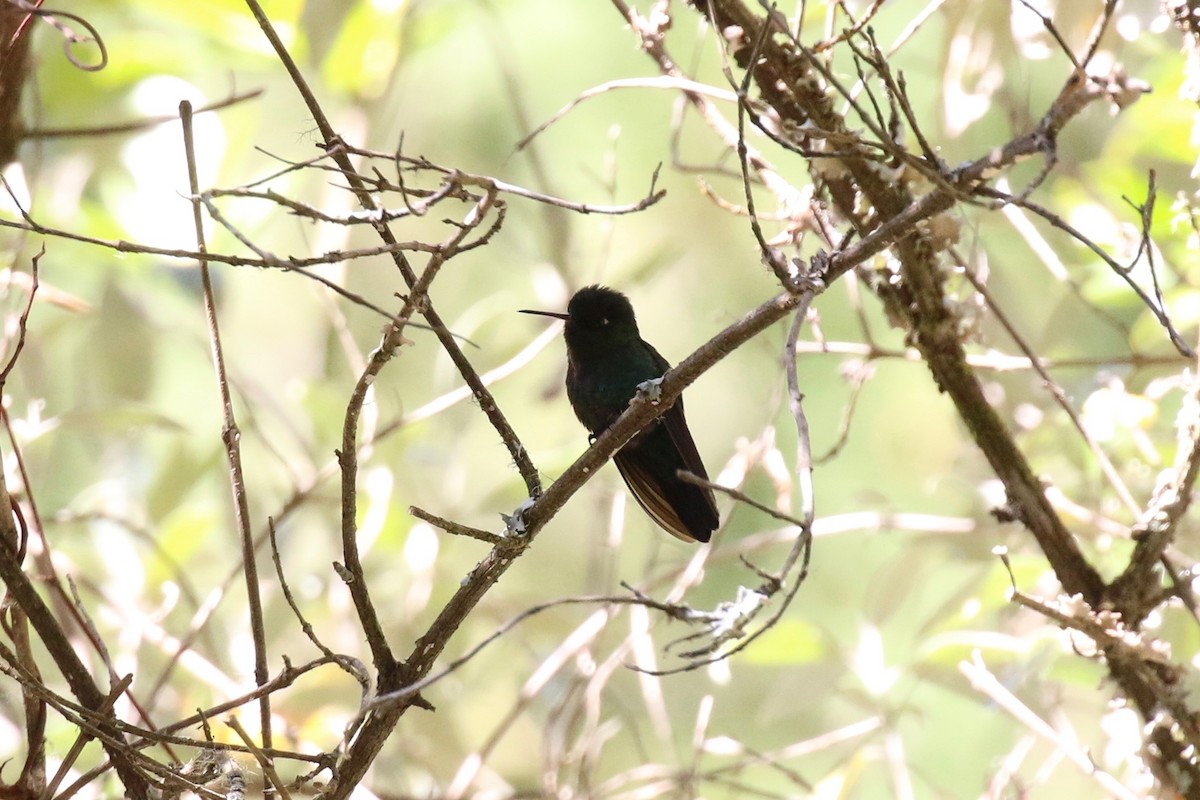 Fiery-throated Hummingbird - ML163152791