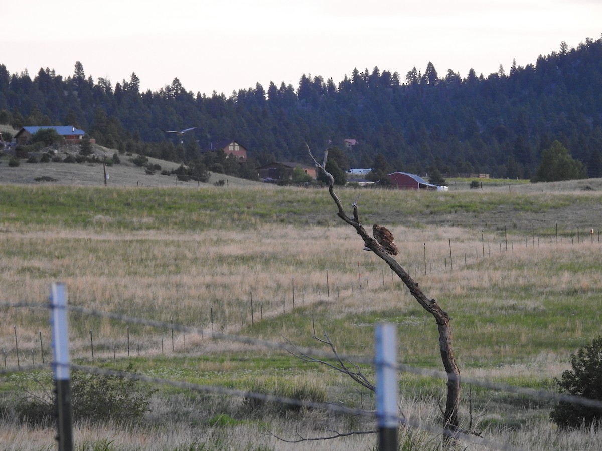 Northern Harrier - Shane Sater