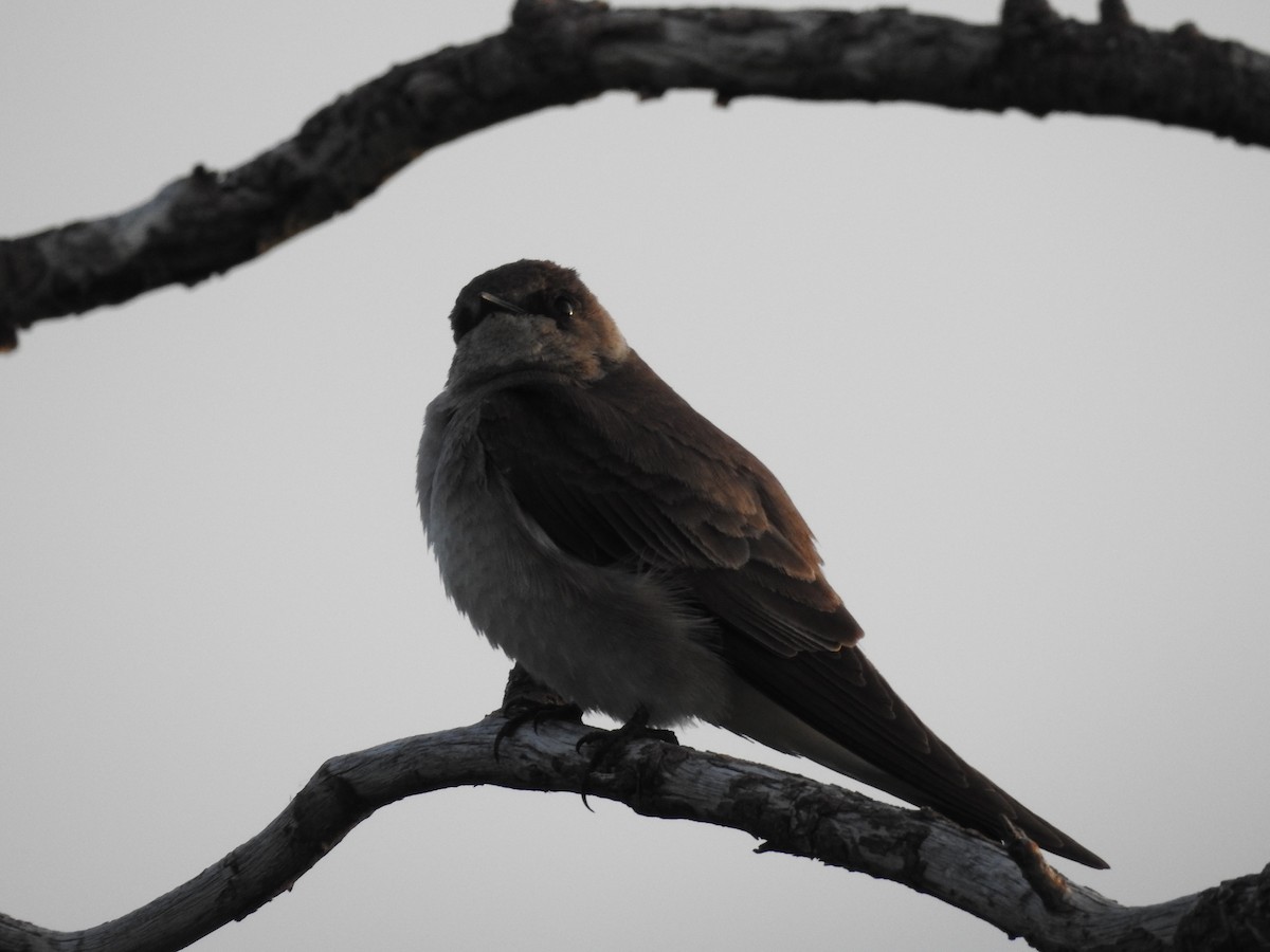 Northern Rough-winged Swallow - ML163154801