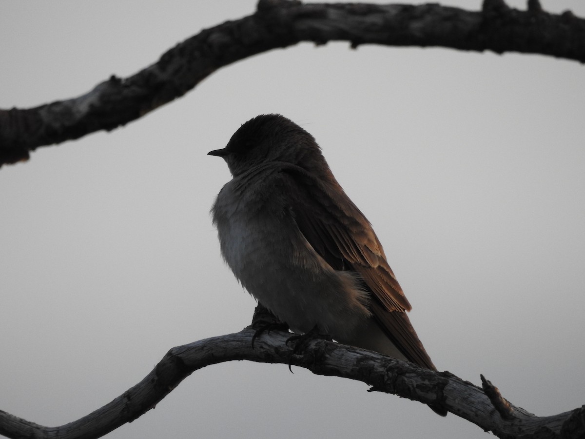 Northern Rough-winged Swallow - ML163154811