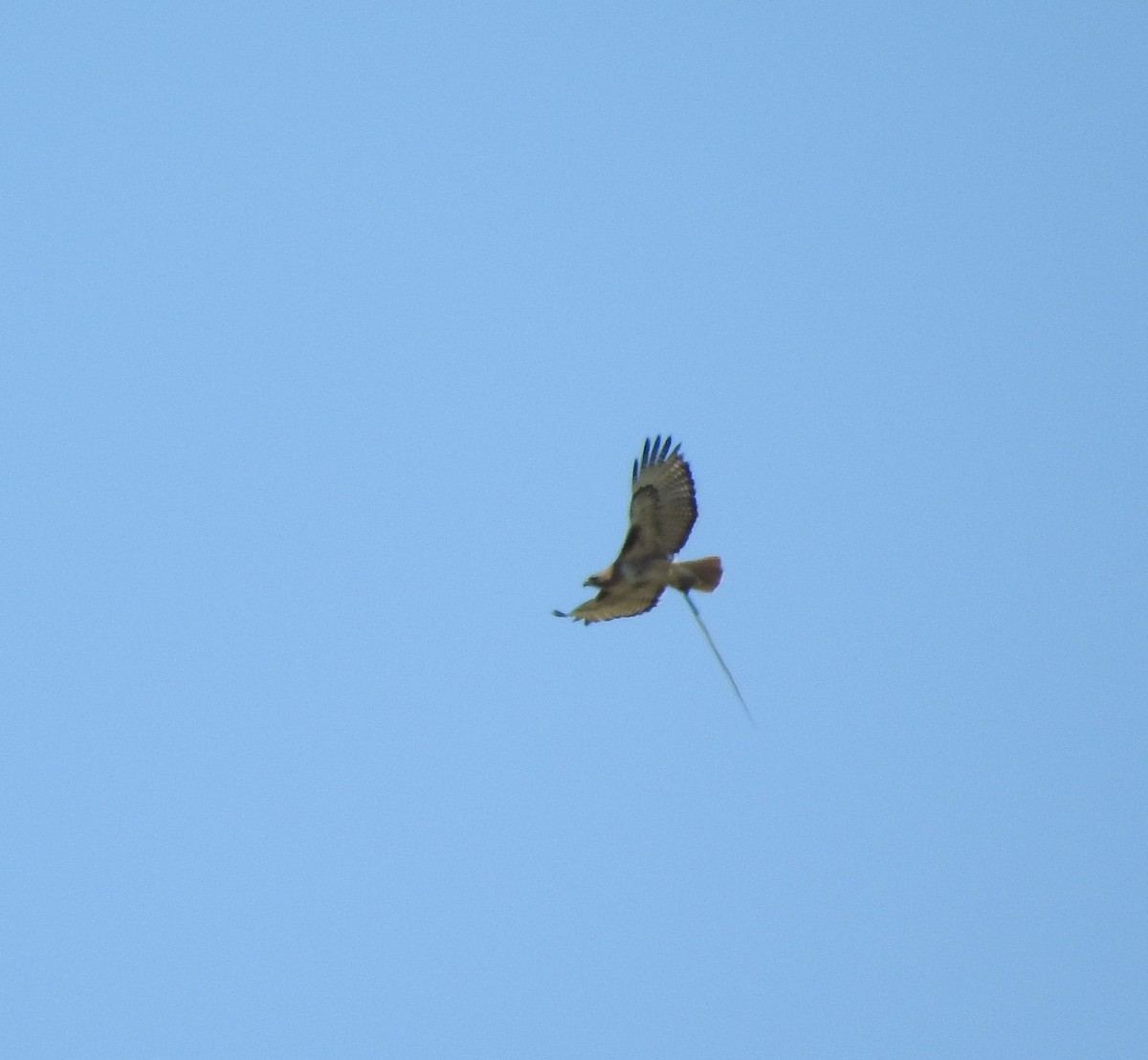 Red-tailed Hawk - ML163155201