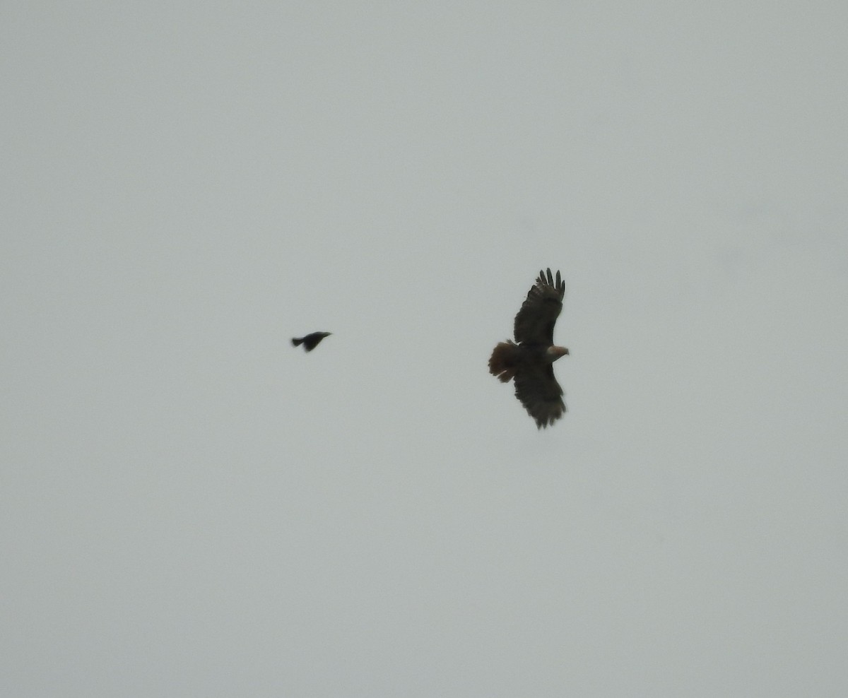 Red-tailed Hawk - Shane Sater