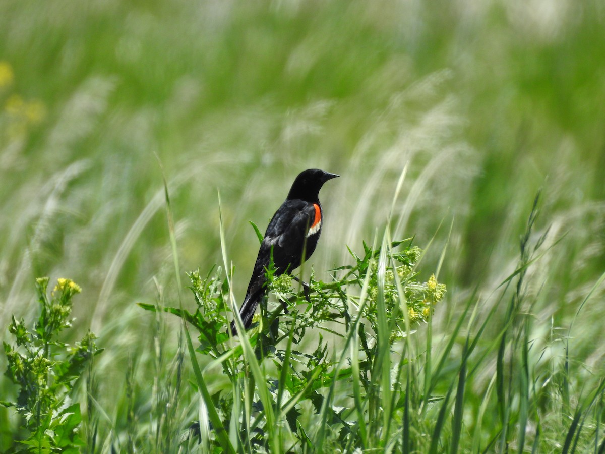 Red-winged Blackbird - ML163155391