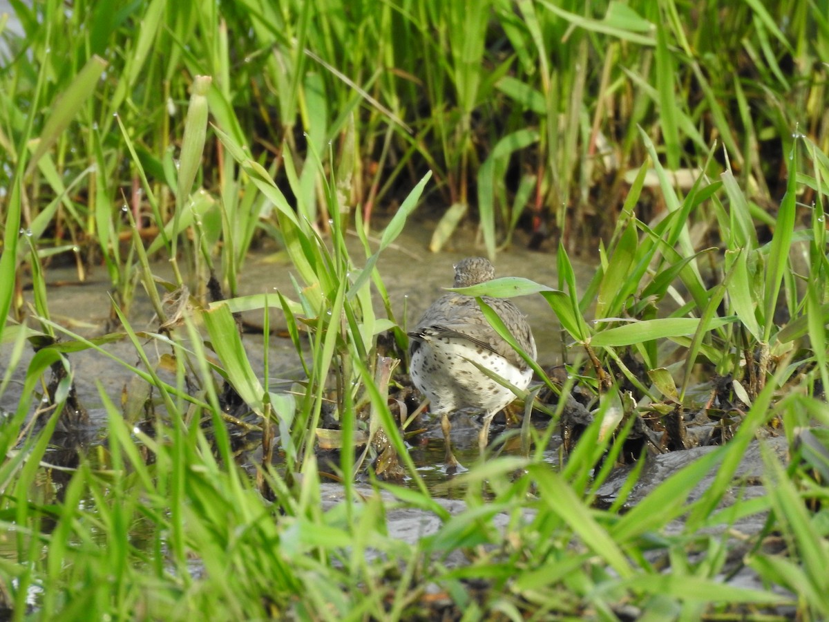 Spotted Sandpiper - ML163155501