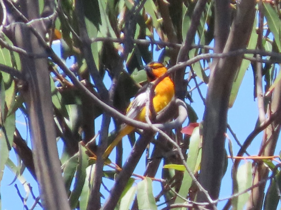 Bullock's Oriole - ML163155531