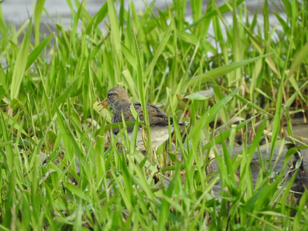 Spotted Sandpiper - ML163155541