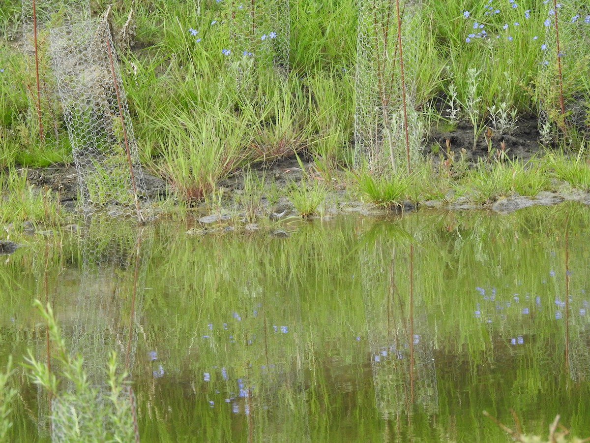 Spotted Sandpiper - Shane Sater