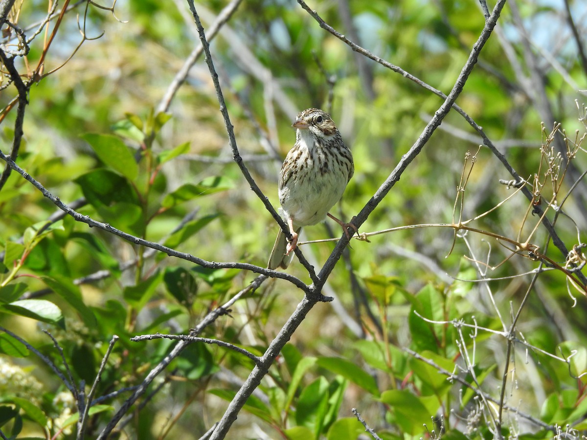 Vesper Sparrow - ML163155621