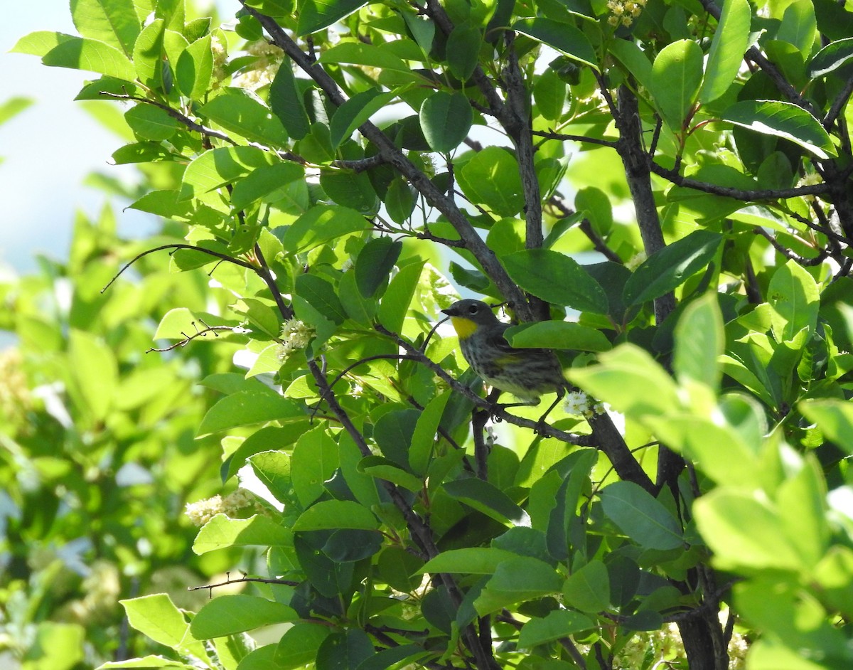 Yellow-rumped Warbler - ML163155771