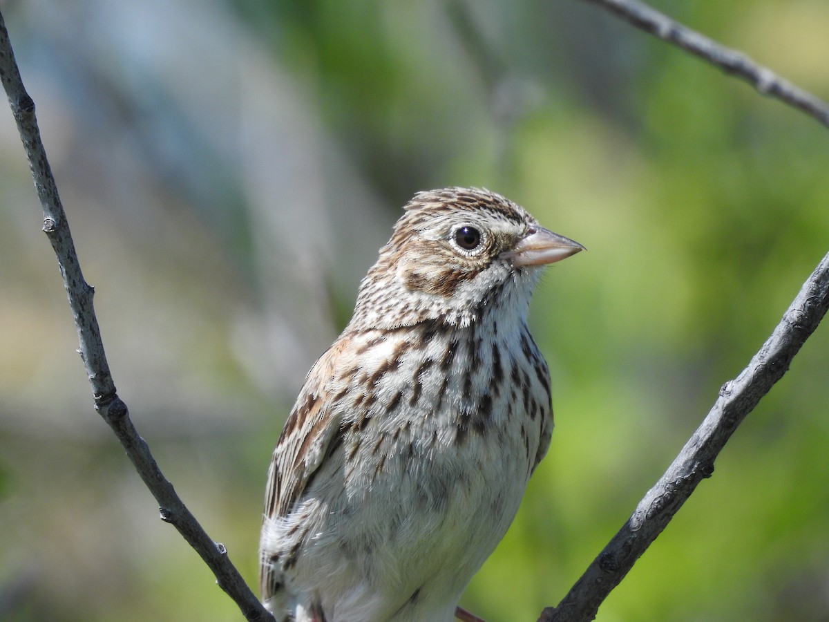 Vesper Sparrow - ML163155781