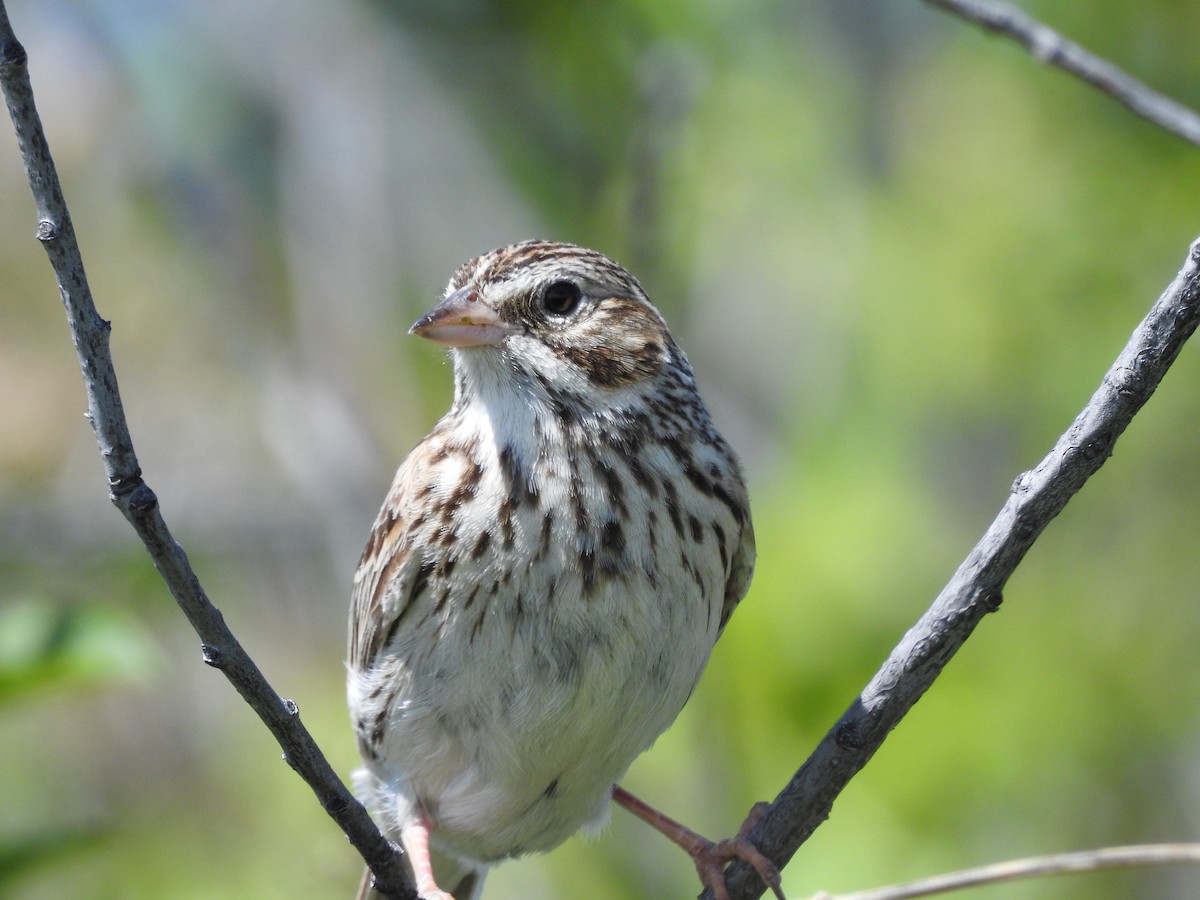 Vesper Sparrow - ML163155801