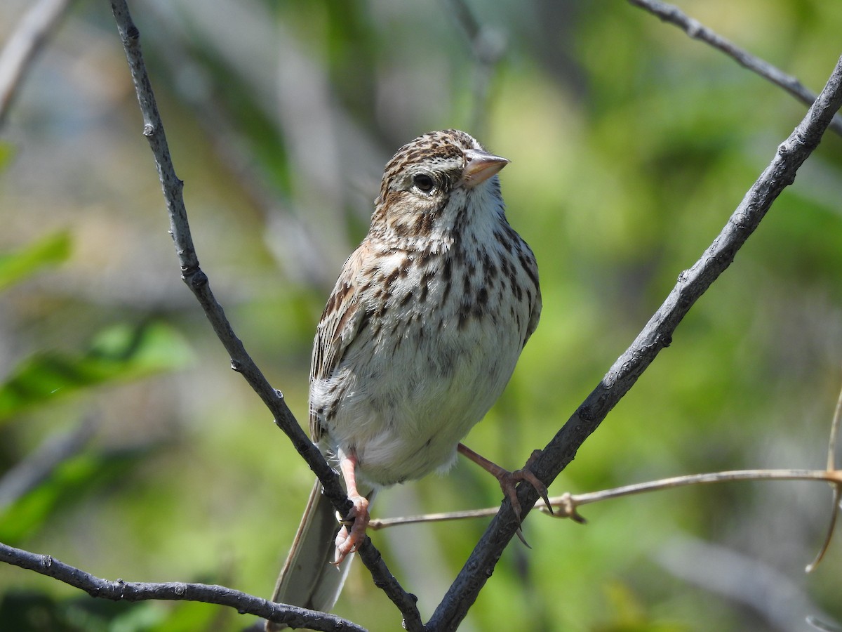 Vesper Sparrow - ML163155811