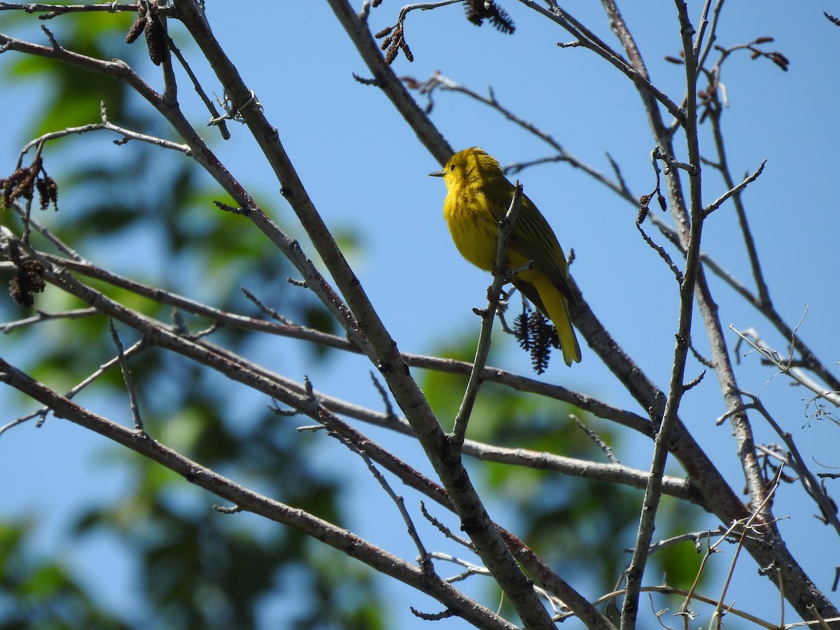 Yellow Warbler - ML163155951