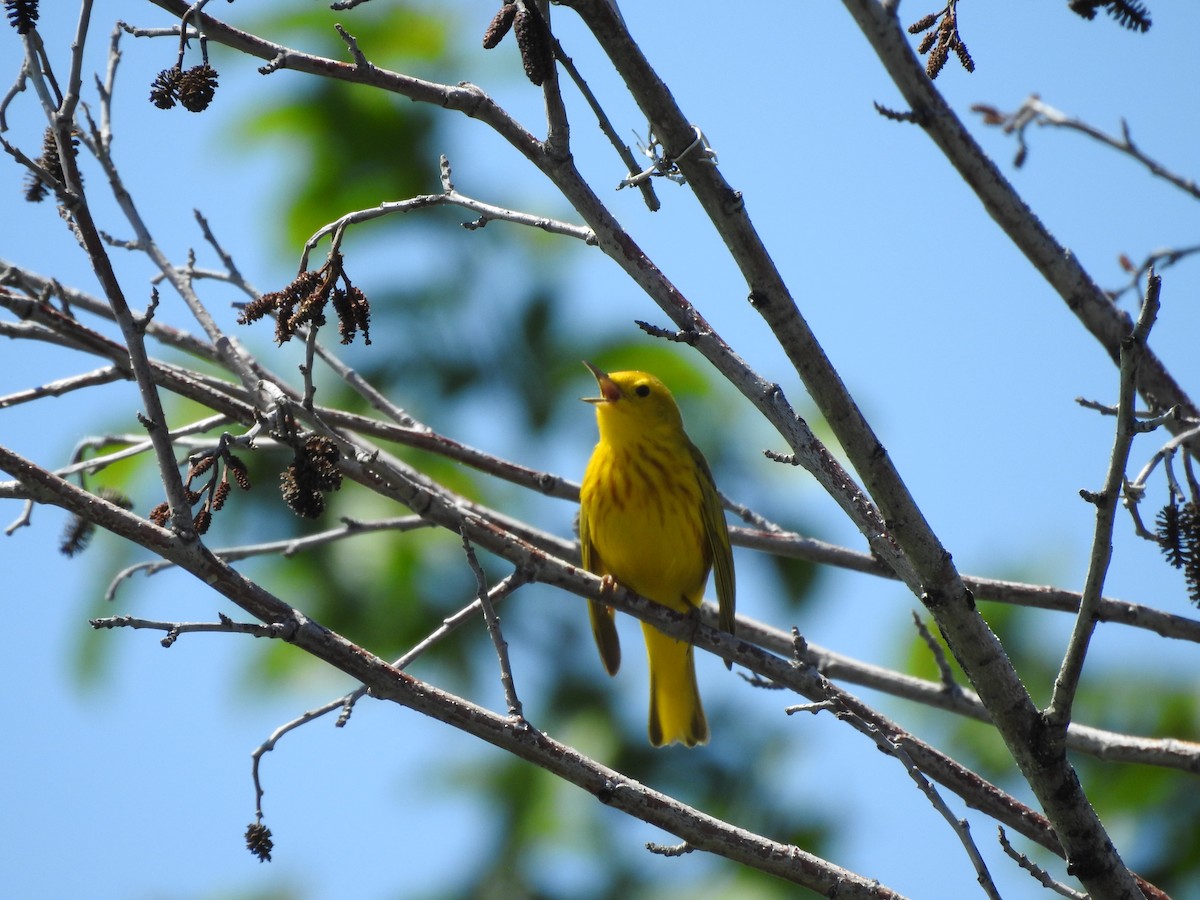 Yellow Warbler - Shane Sater