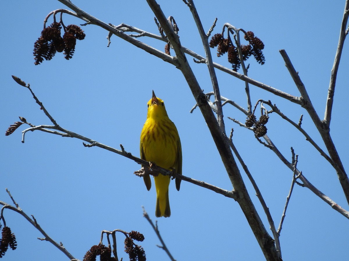 Yellow Warbler - ML163156011