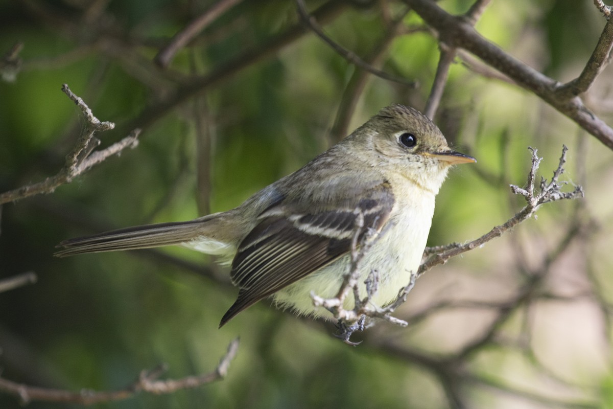 Western Flycatcher (Pacific-slope) - ML163157301