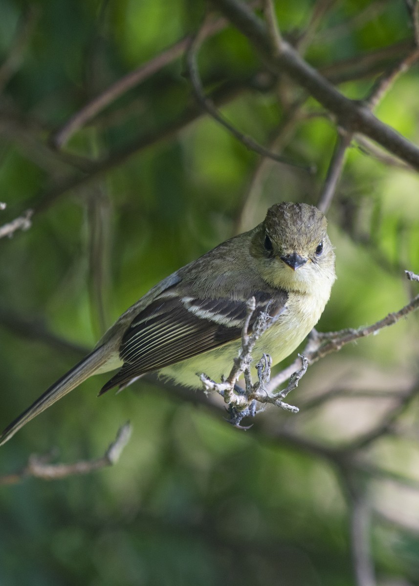 Western Flycatcher (Pacific-slope) - ML163157311