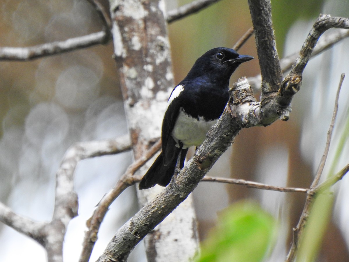 Philippine Magpie-Robin - ML163158231