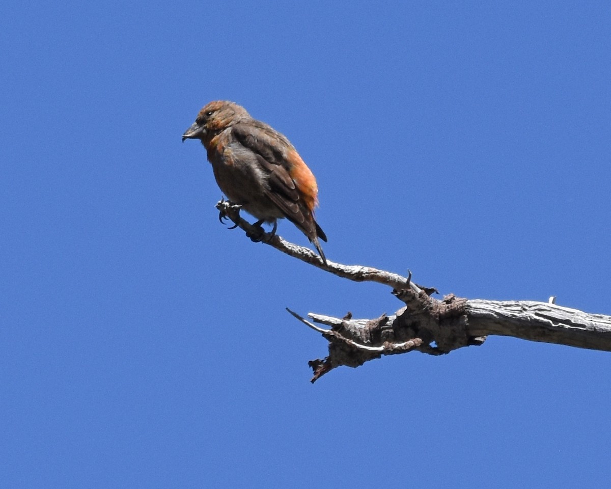 Red Crossbill - ML163159311