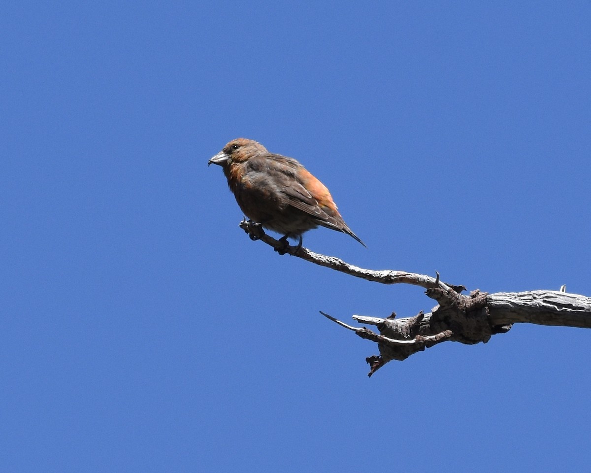 Red Crossbill - ML163159341